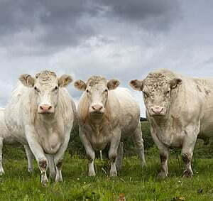 Whitebred Shorthorn breed